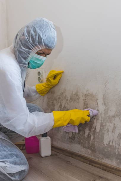 Reliable Donalsonville, GA Mold Removal Solutions