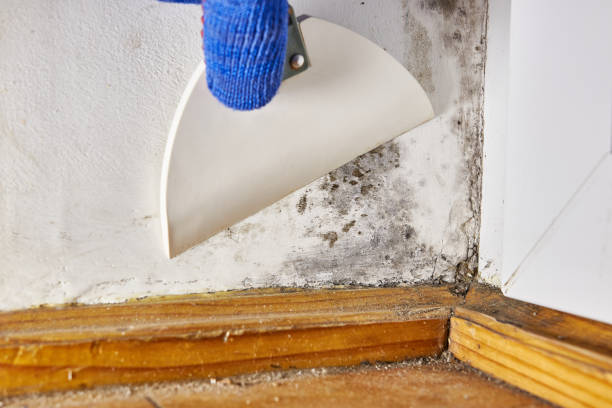 Best Indoor Air Quality Assessment  in Donalsonville, GA